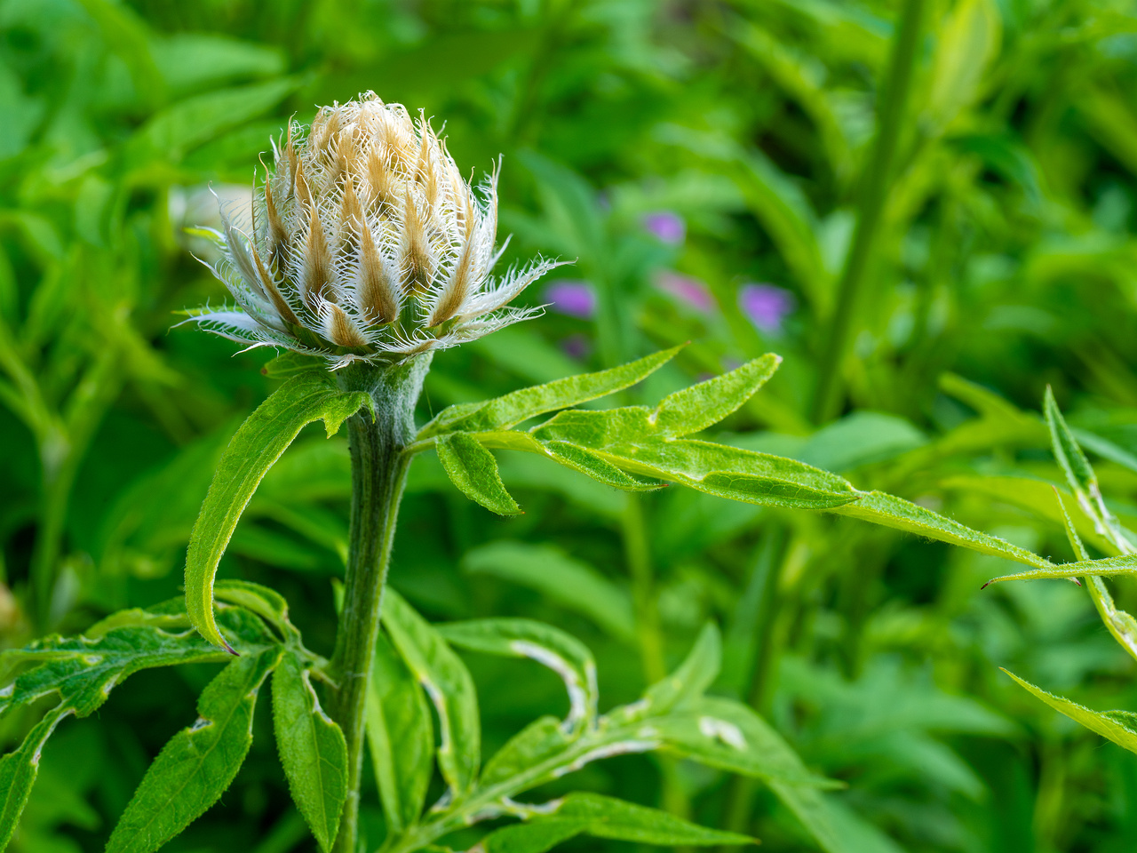 tallinn_botanical_garden_outside_alpine_plain-33