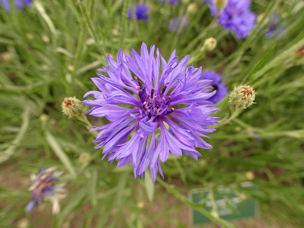 Василёк синий 'Двойной Синий' - Centaurea cyanus 'Double Blue'