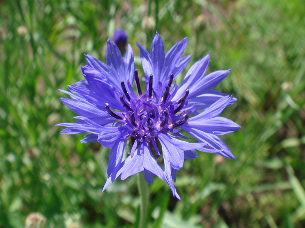 Василек синий - Centaurea cyanus