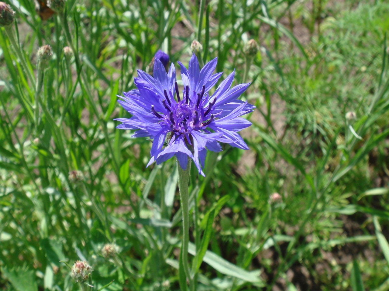 DSC08710