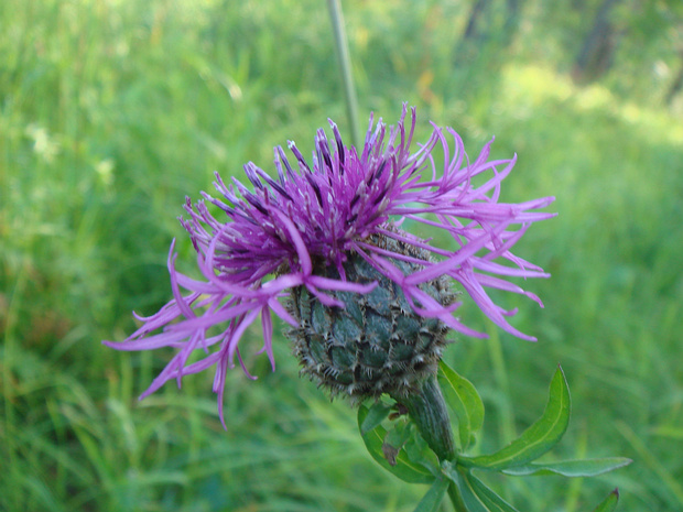 Василек шероховатый - Centaurea scabiosa