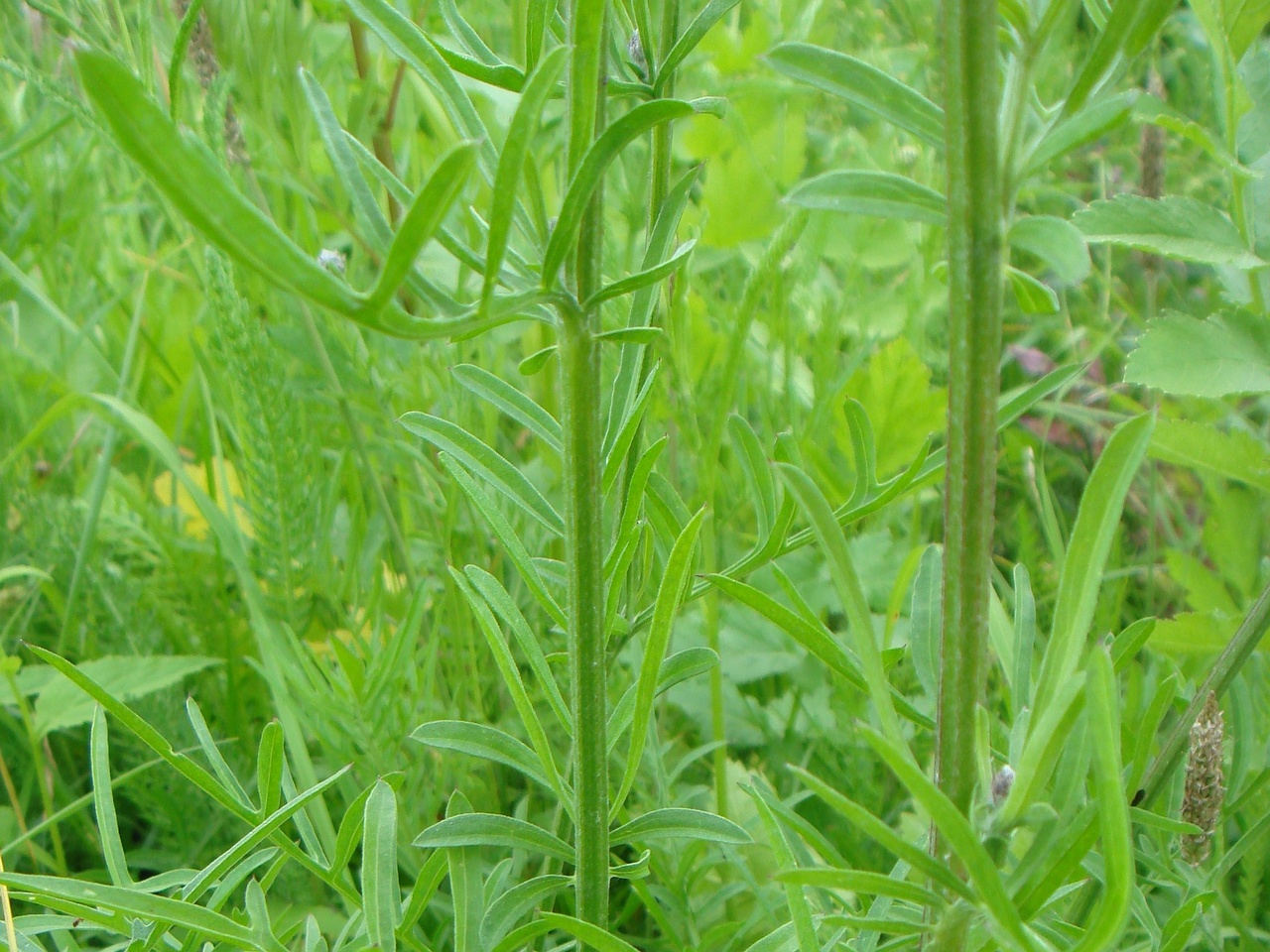DSC00688