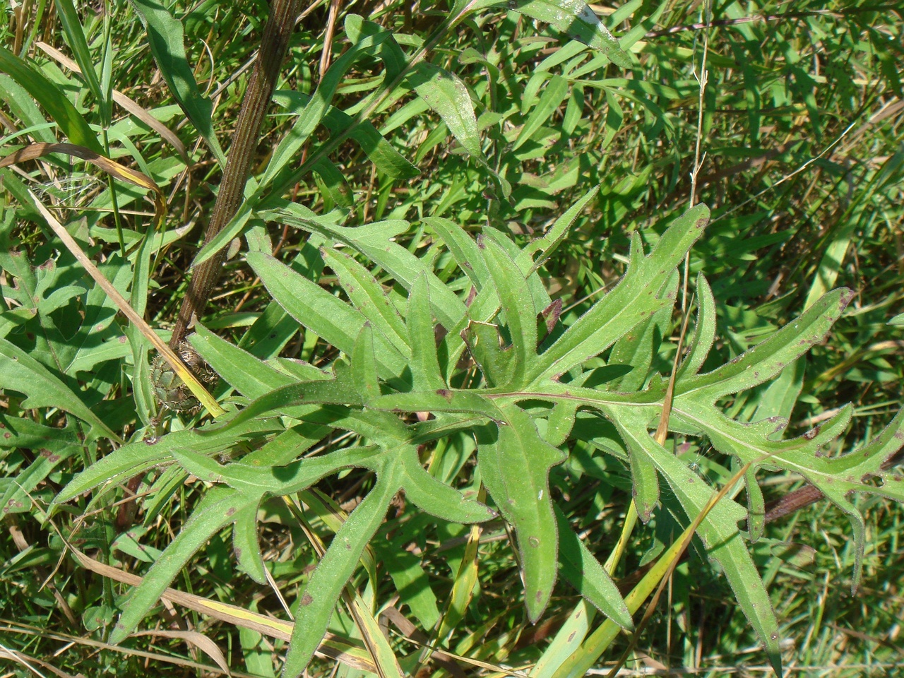DSC09140