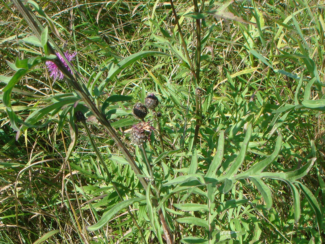 DSC09142