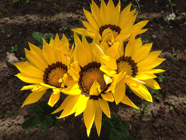 Газания жестоковатая - Gazania rigens