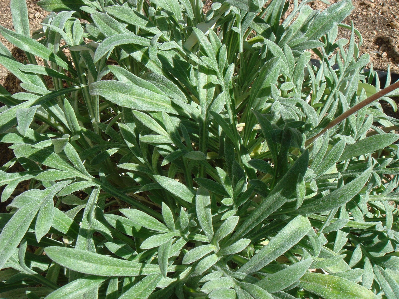 DSC00046