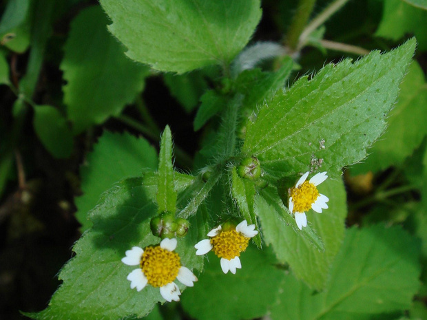 Галинзога мелкоцветковая - Galinsoga parviflora