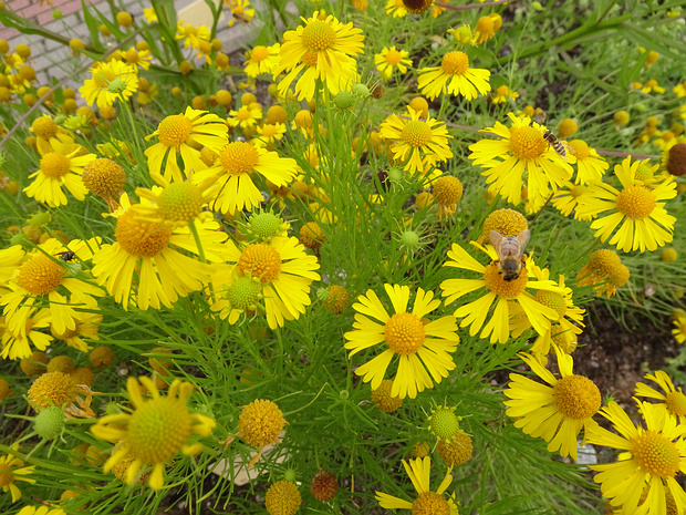 Гелениум горький - Helenium amarum