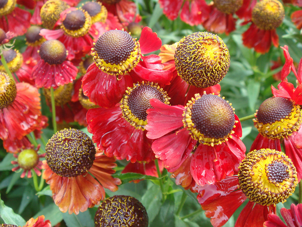 Гелениум осенний 'Красные Тени Елены' - Helenium autumnale 'Helena Red Shades'
