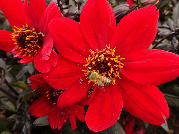 Геогрина 'Красный Счастливых Дней' - Dahlia 'Happy Days Red'
