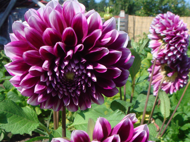Георгина переменчивая - Dahlia variabilis