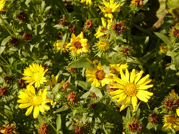 Гринделия крупная - Grindelia robusta