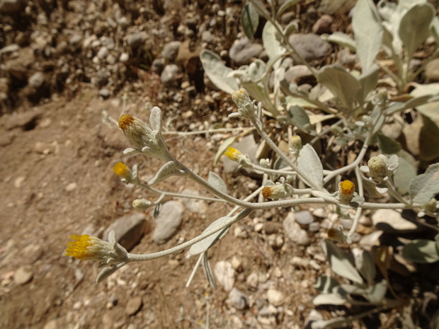 Девясил белоснежный - Inula candida