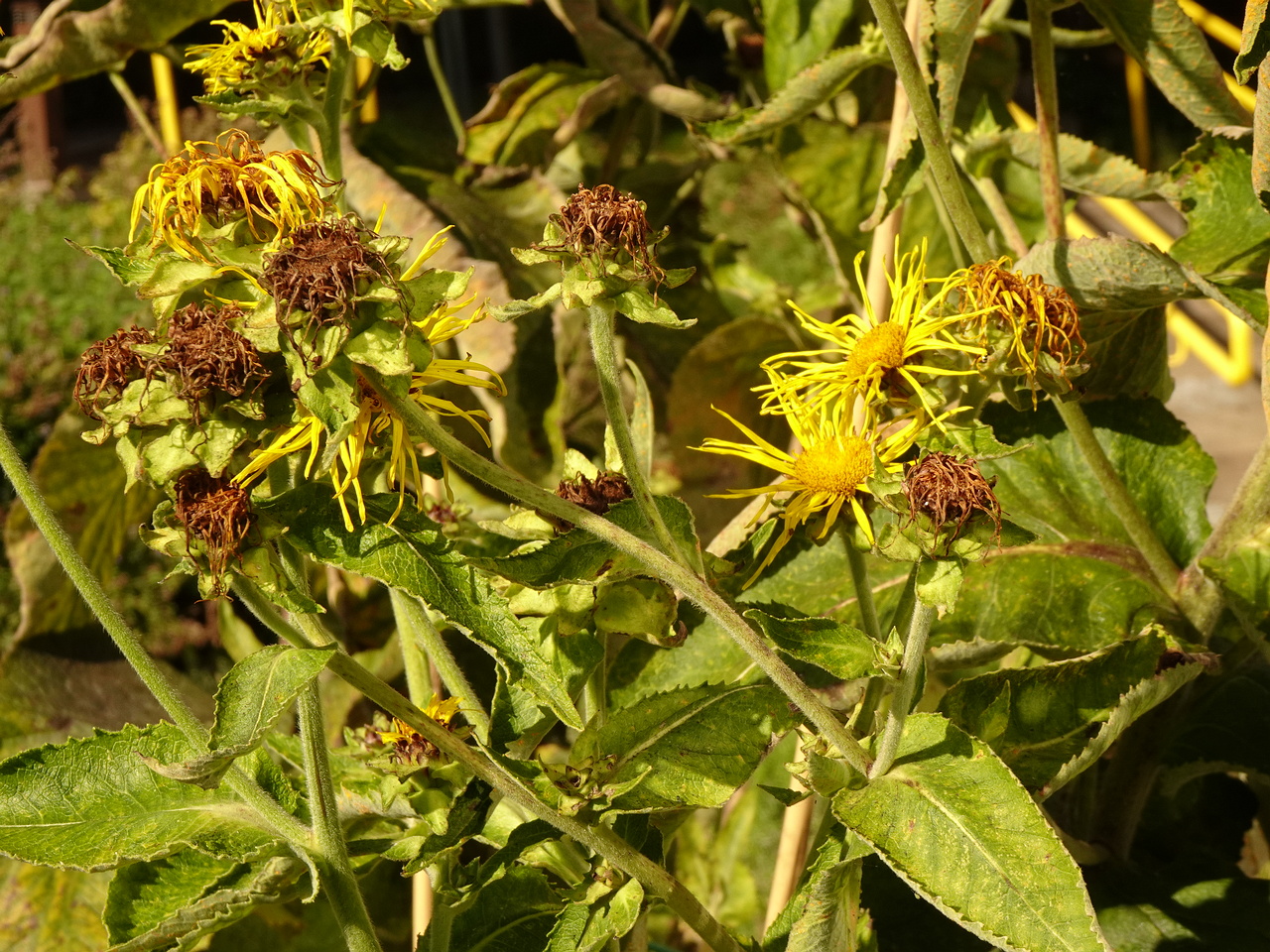 0DSC05510