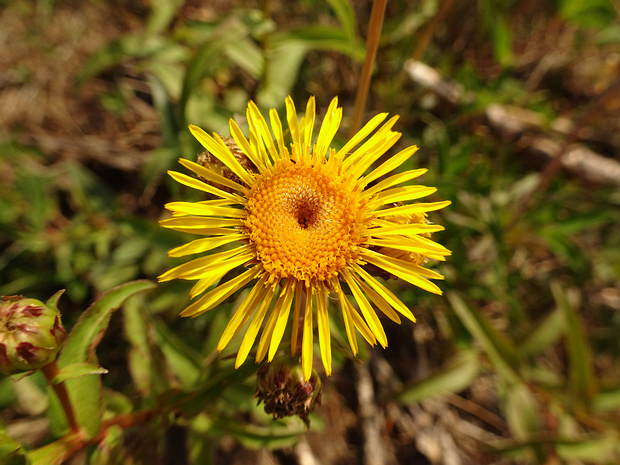 Девясил иволистный - Inula salicina