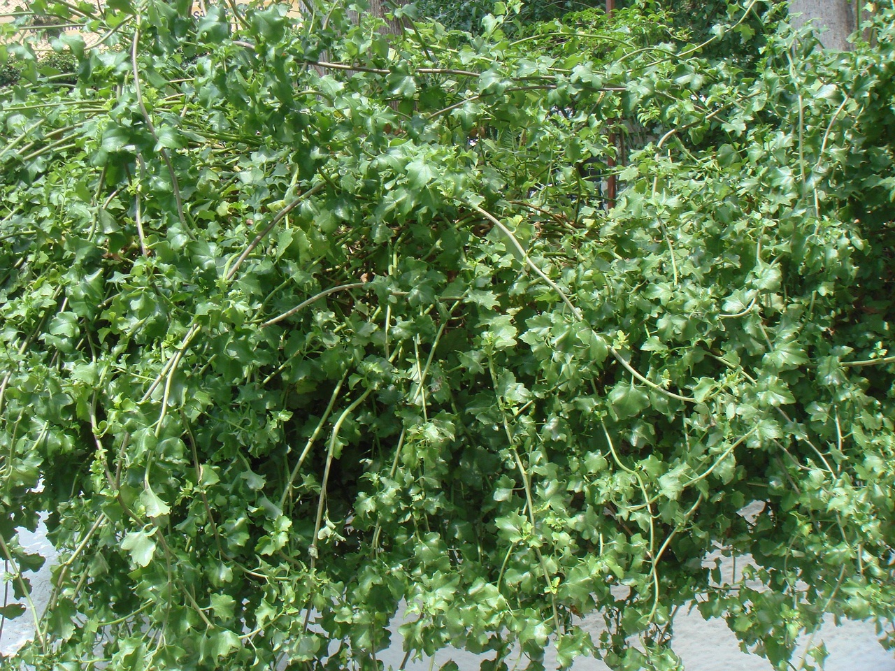 DSC03105