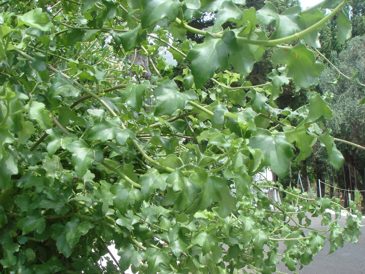 DSC03109