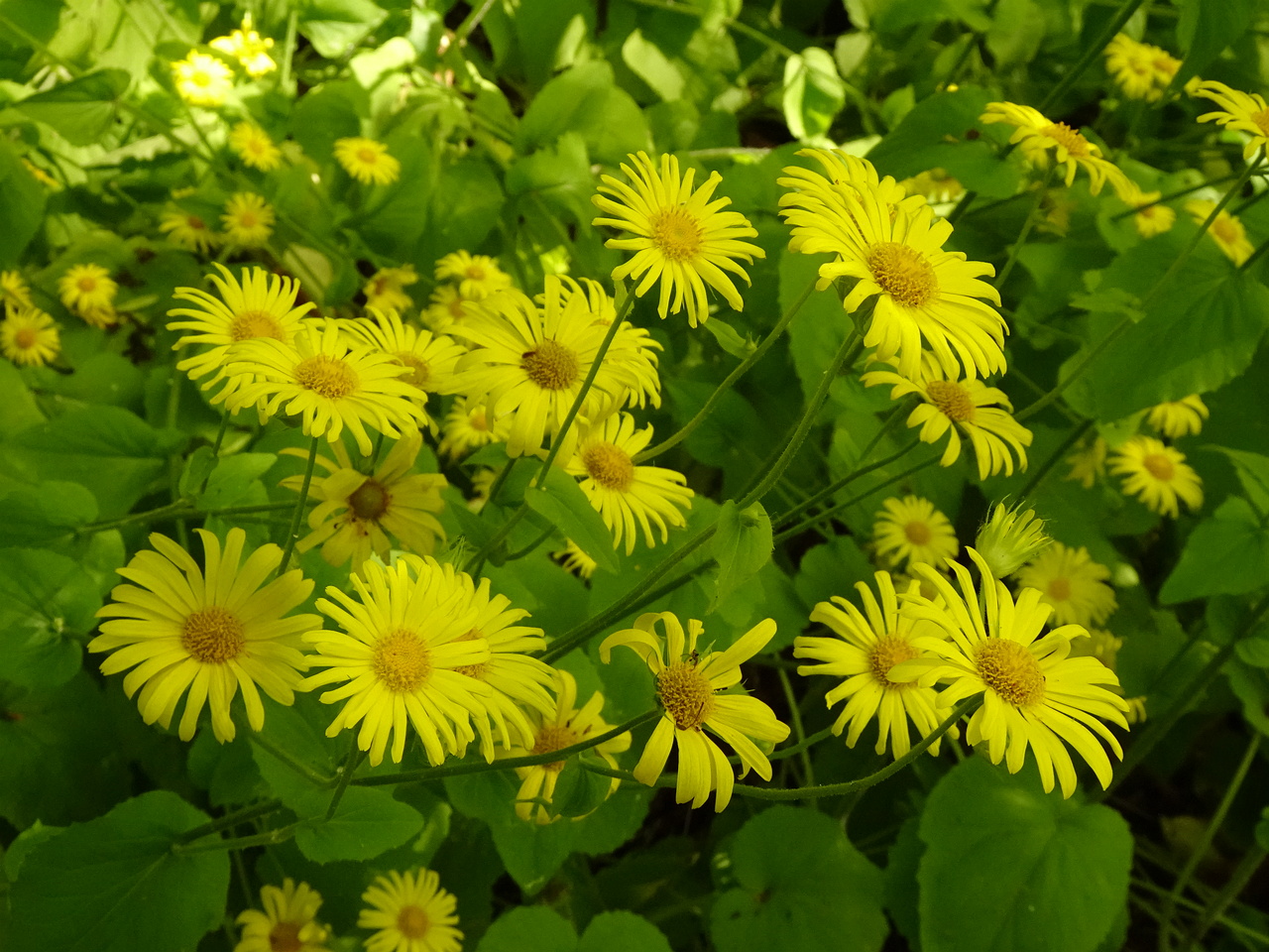0DSC04045