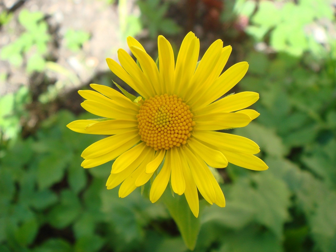 DSC00137