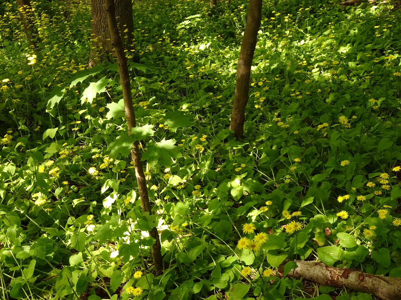 DSC04044