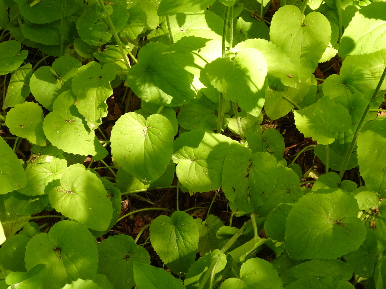 DSC04046