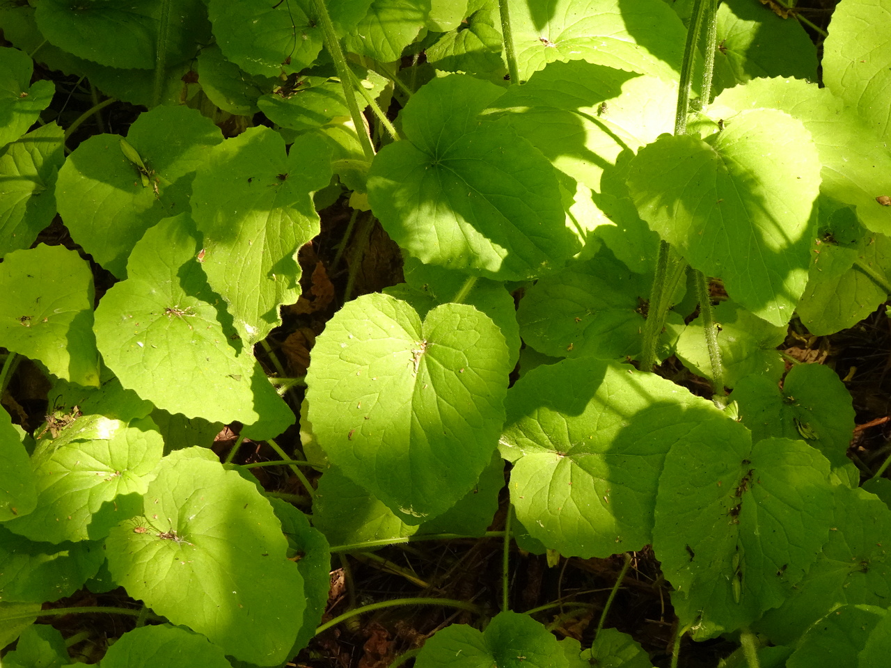 DSC04047