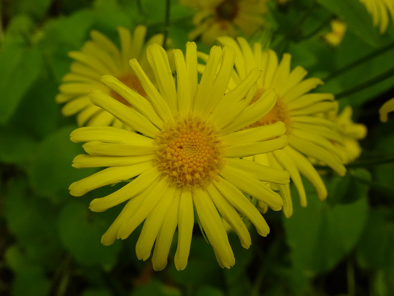 DSC04052