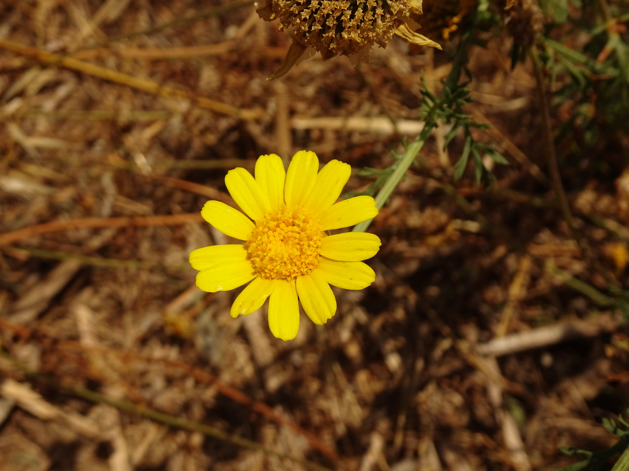 DSC03350