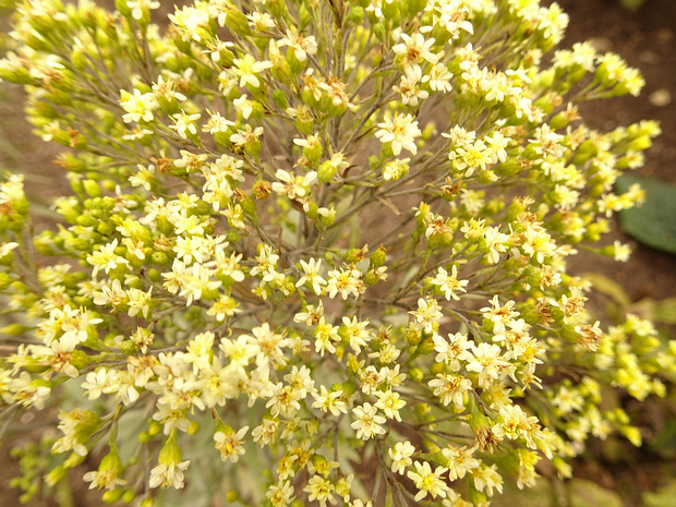 Золотарник канадский 'Корона Лучей' - Solidago canadensis 'Crown of Rays'