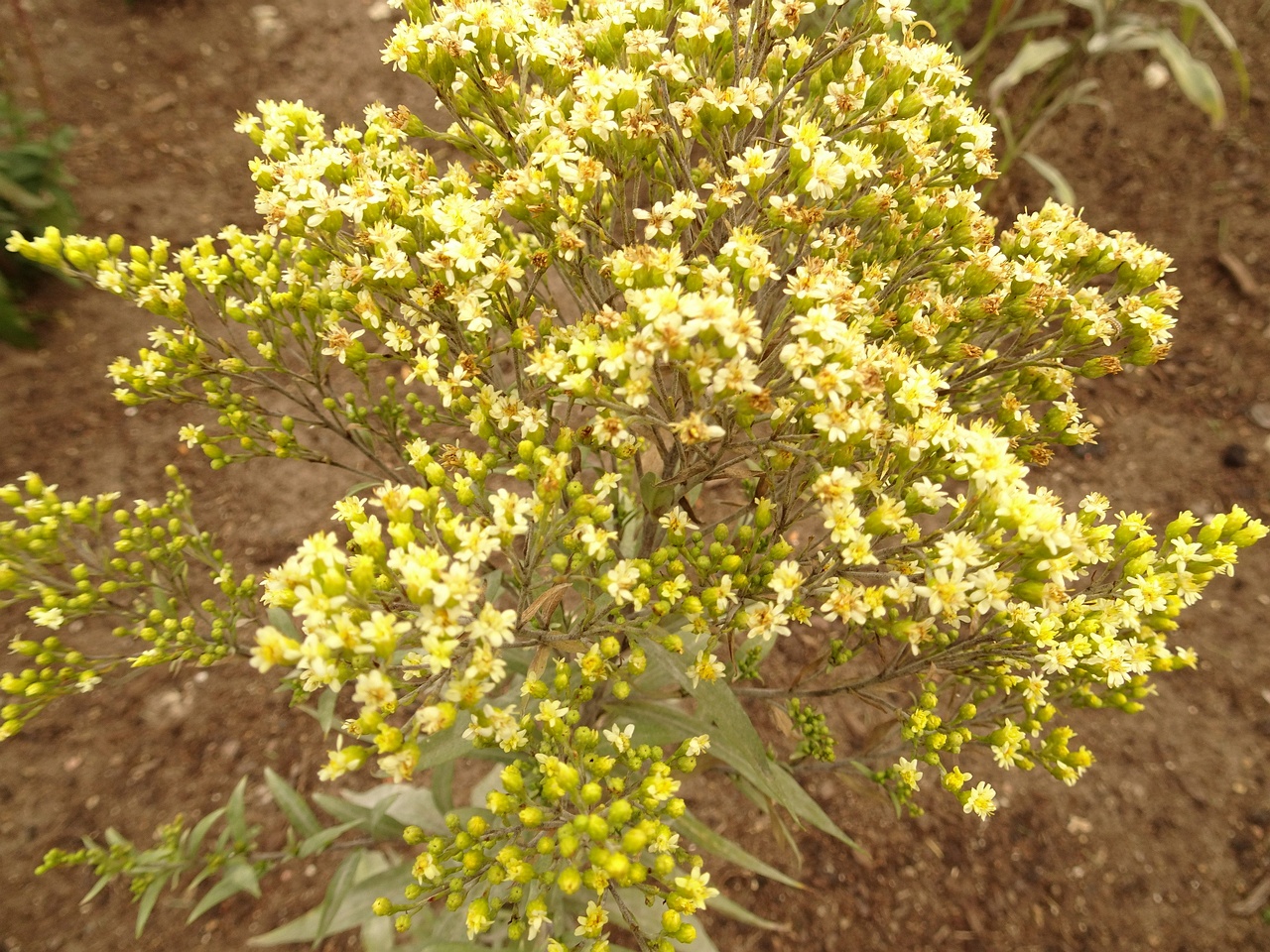 DSC04638