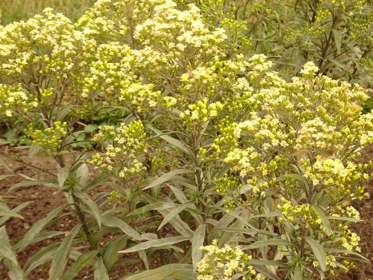 DSC04639