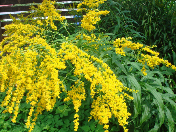 Золотарник канадский - Solidago canadensis