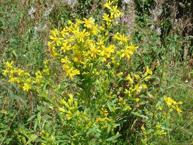 Золотарник обыкновенный, Золотая розга - Solidago virgaurea