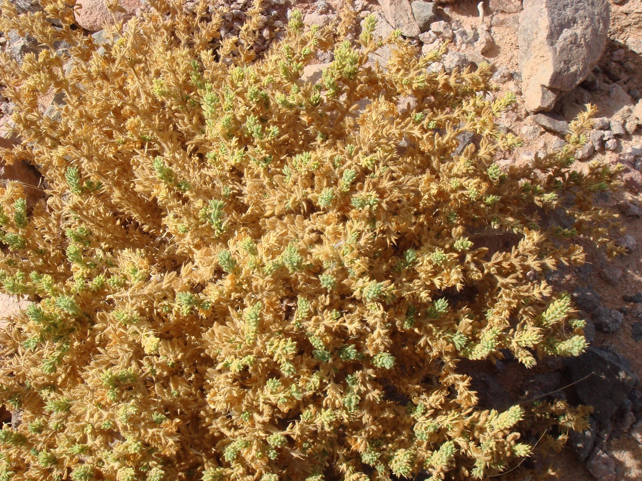 DSC00150