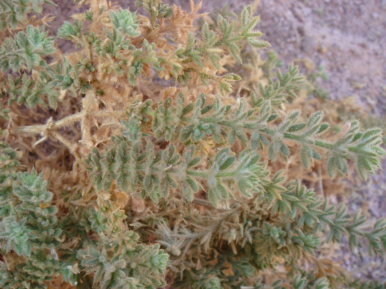 DSC00185