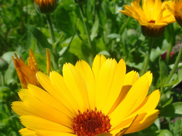 Календула лекарственная - Calendula officinalis