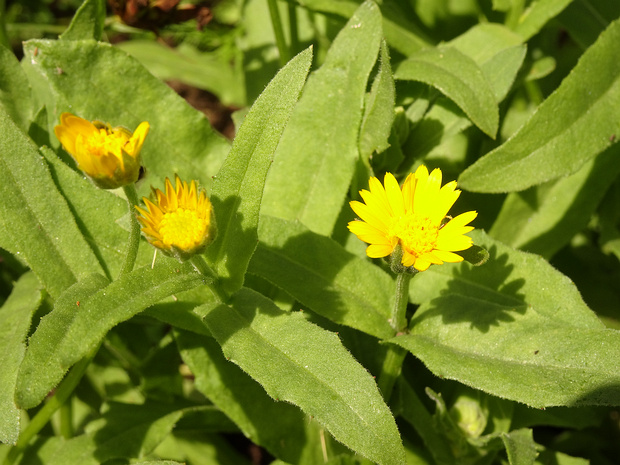 Календула полевая - Calendula arvensis