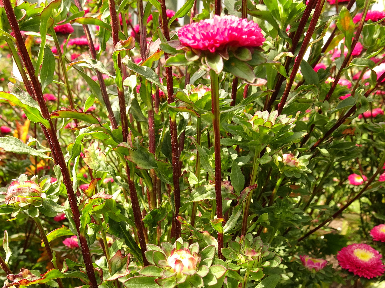 DSC05487