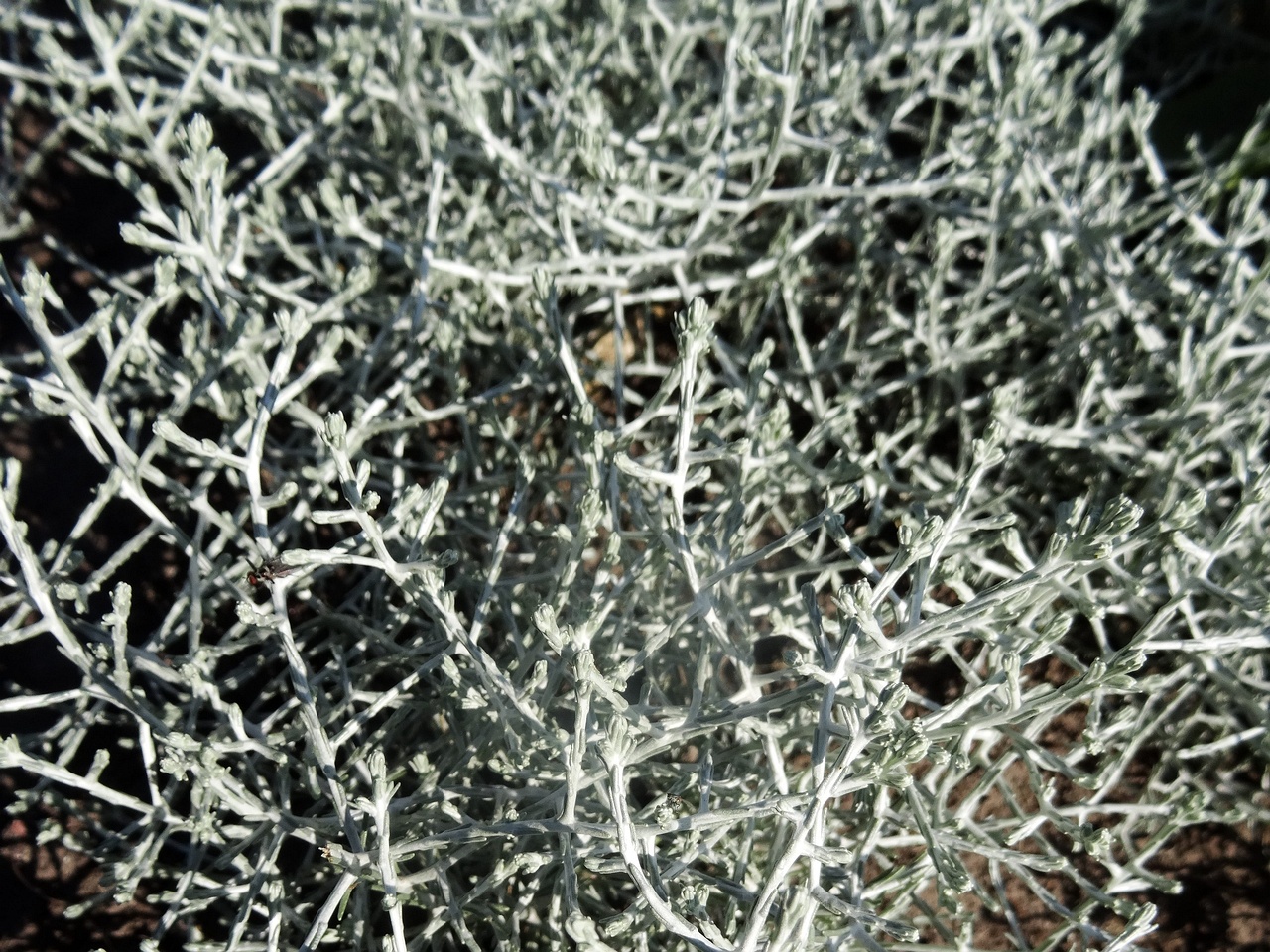 DSC02096