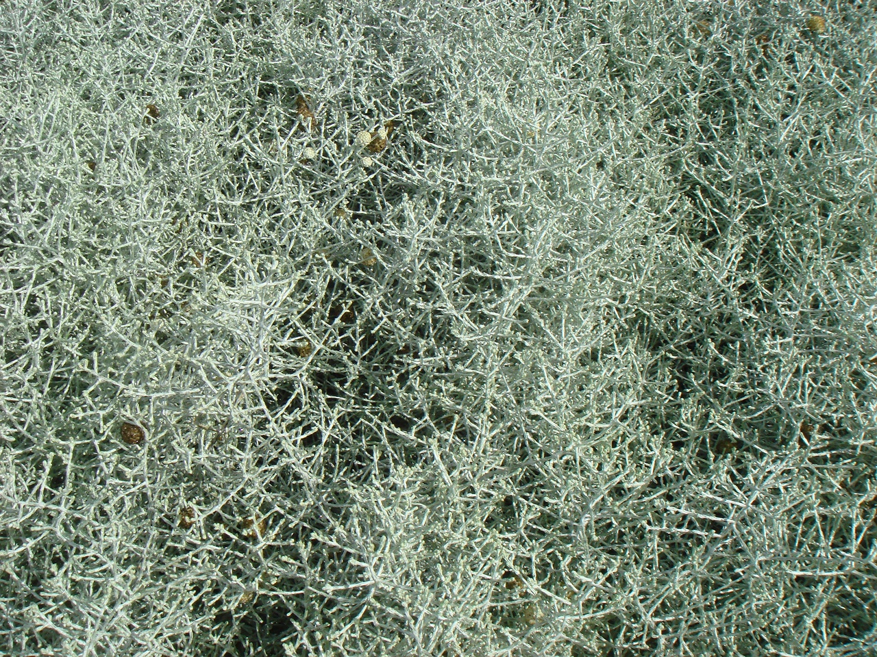 DSC09806