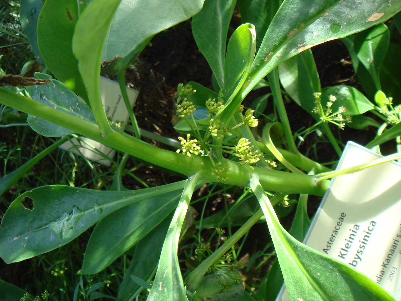 DSC00060