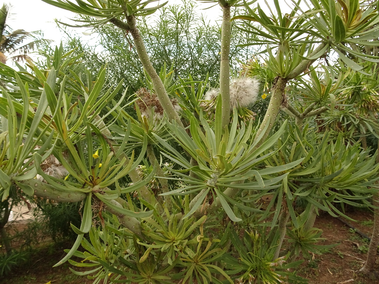 DSC05660