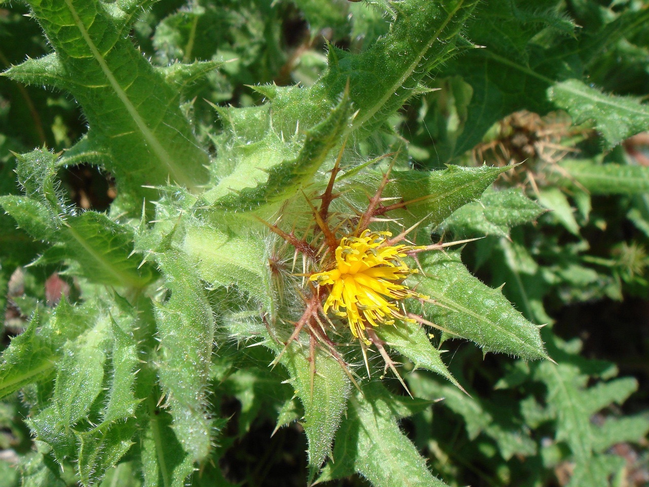 flower-00778