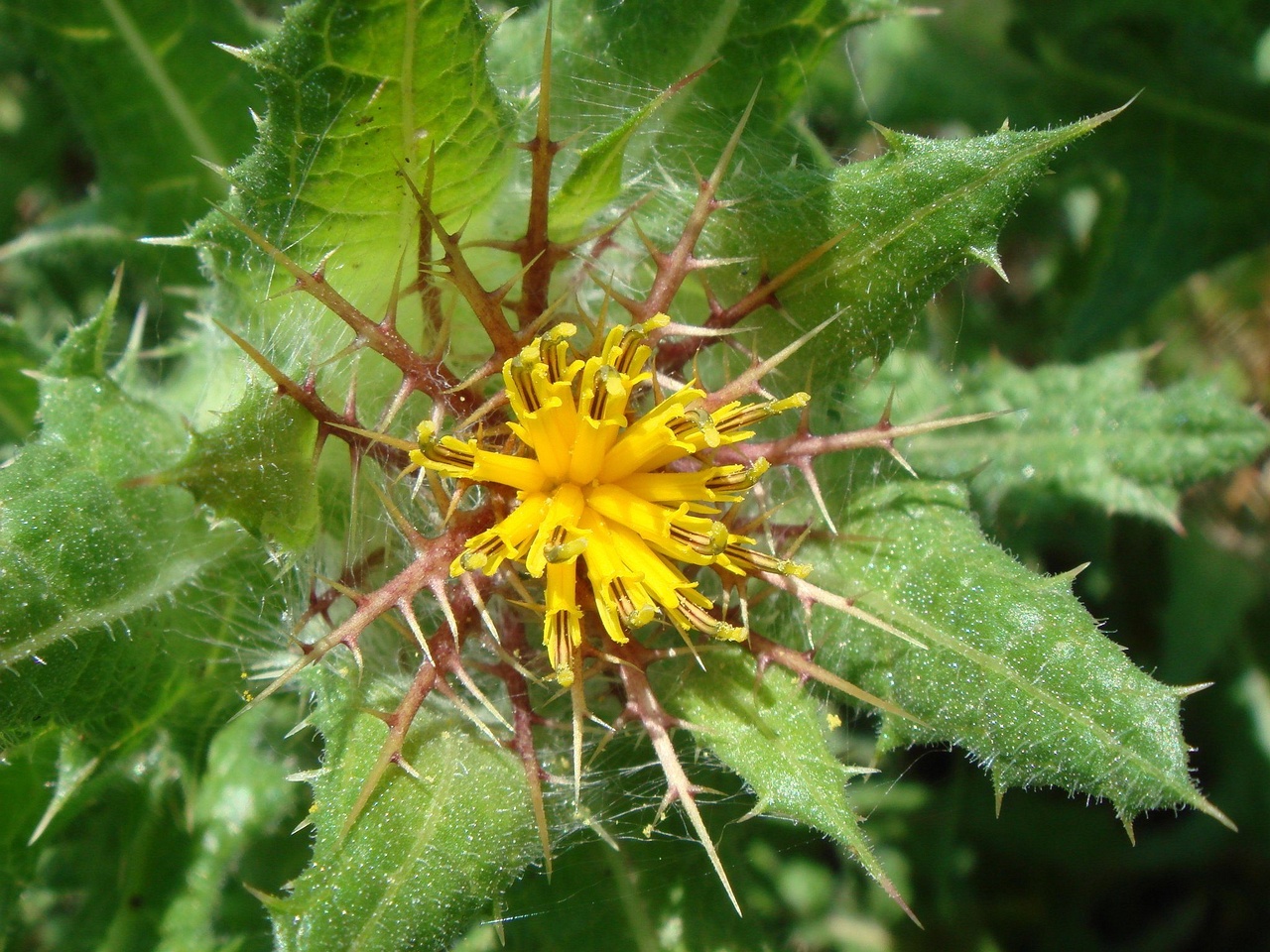 flower-00779