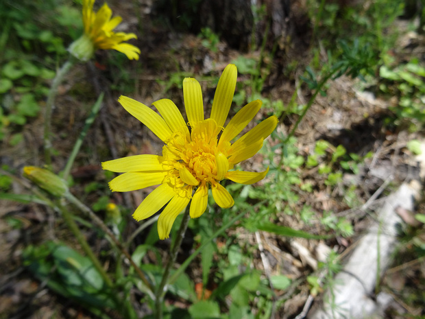 Козелец приземистый - Scorzonera humilis