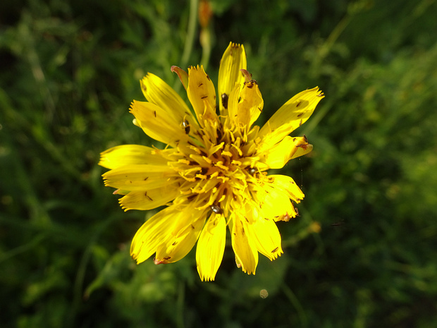 Козлобородник луговой - Tragopogon pratensis