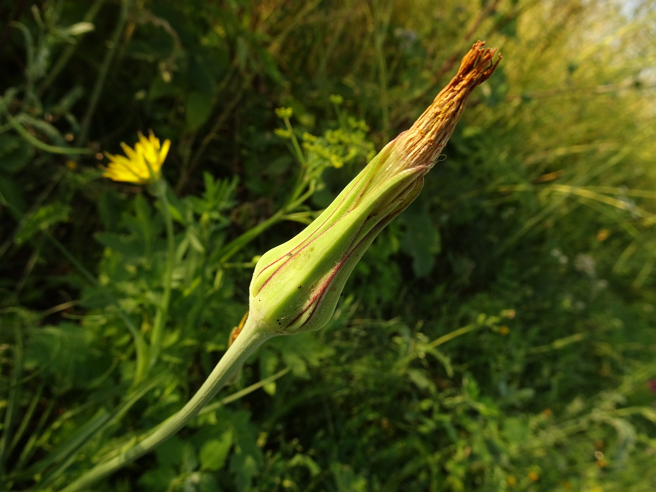 DSC04782