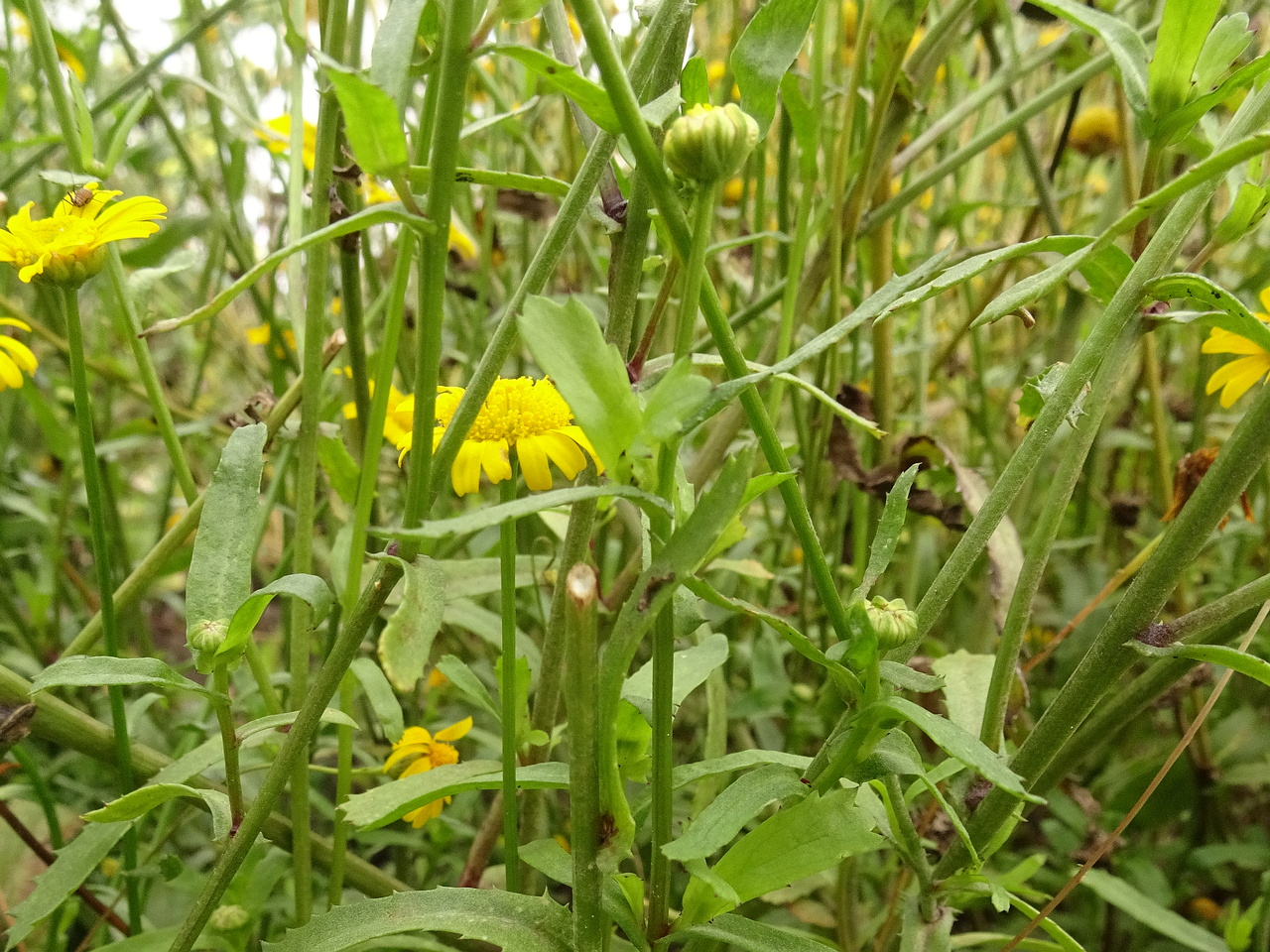 DSC00988