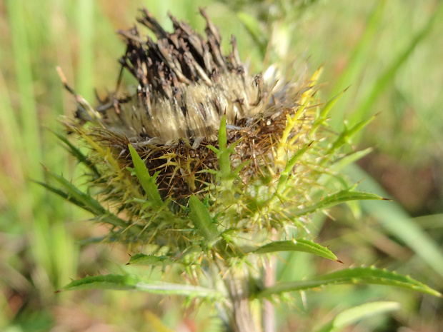 Колючник Биберштейна - Carlina biebersteinii