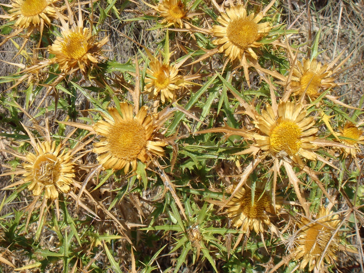DSC02753